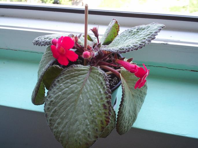 episcia - Alte plante