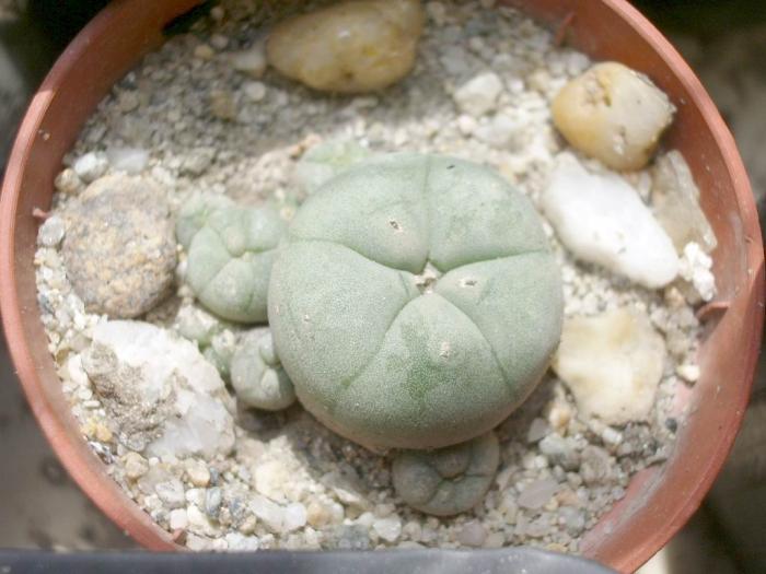 Lophophora williamsii v. caespitosa