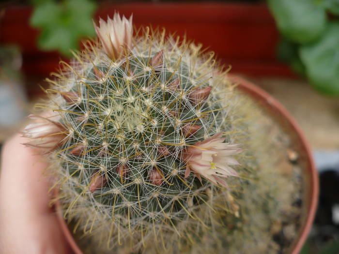 mamillarie necunoscuta - Cactusi 2009