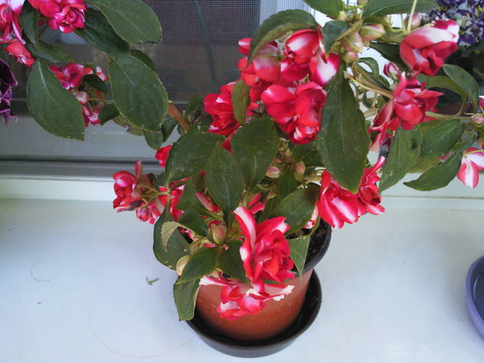 impatiens; flori duble, alb cu rosu
