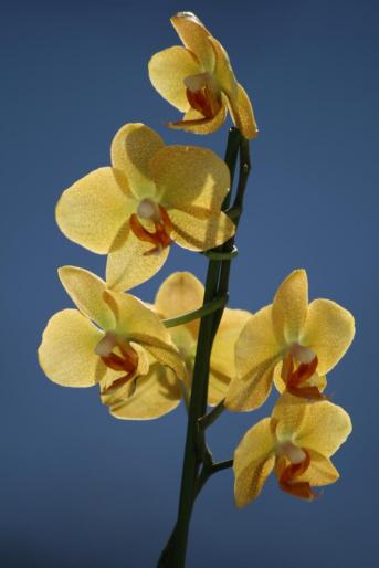 phalaenopsis