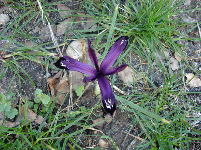 Iris reticulata Purple Gem (2009, Mar.22)