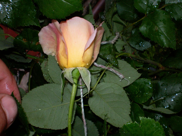 SANY0546 - trandafiri