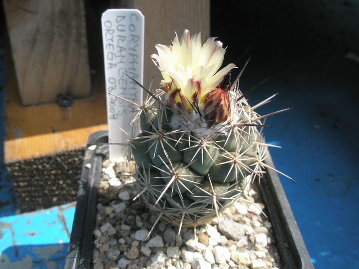 Coryphantha durangensis - 23.08