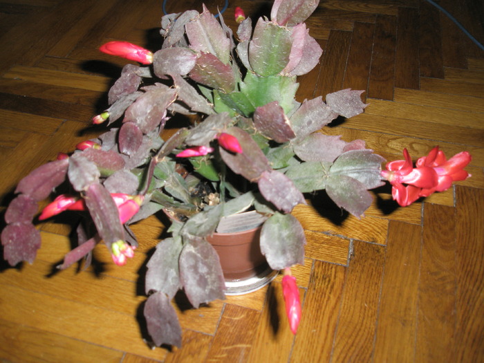 Schlumbergera rosie -  23.11 - Zygocactus si Schumbergera