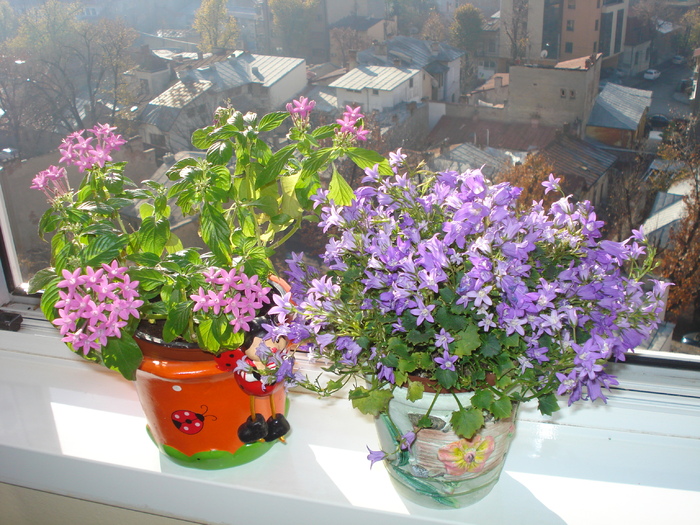 PENTAS SI CAMPANULA