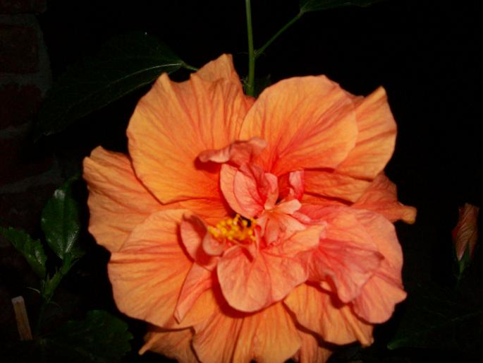 100_0549 - hibiscus