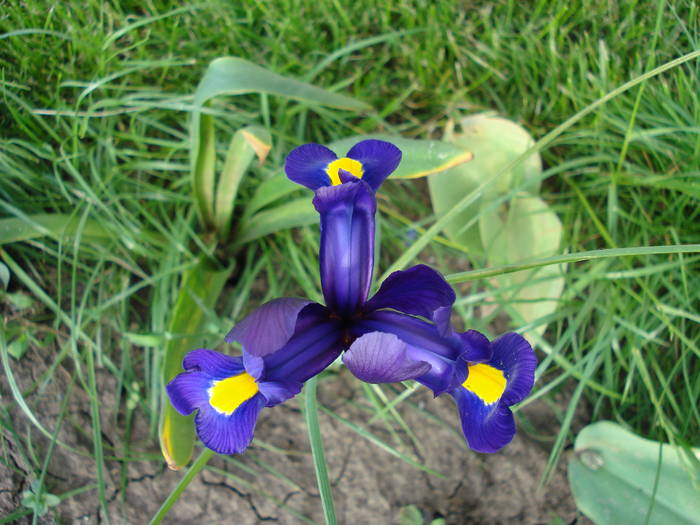 Iris Blue Magic (2009, May 19)