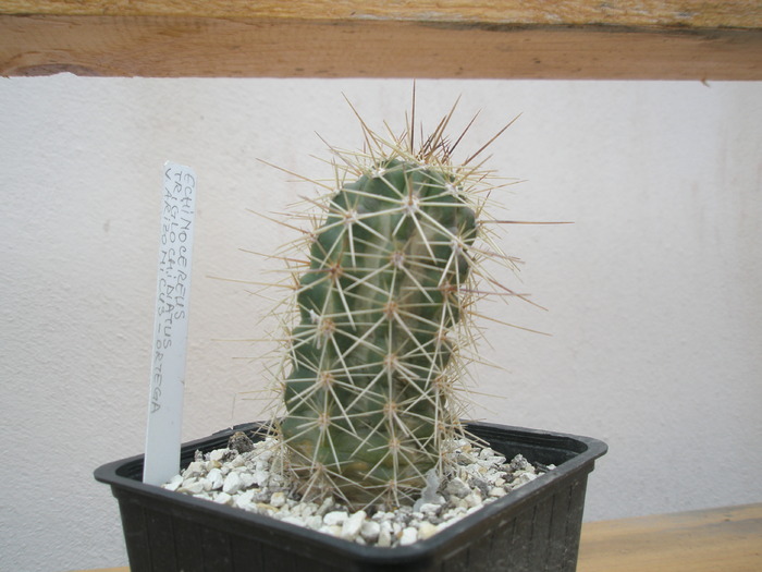Echinocereus triglochidiatus v. arizonicus - 10.01.2010 - plante de exterior - 2009 - 2010