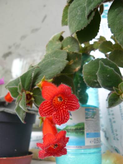 kohleria