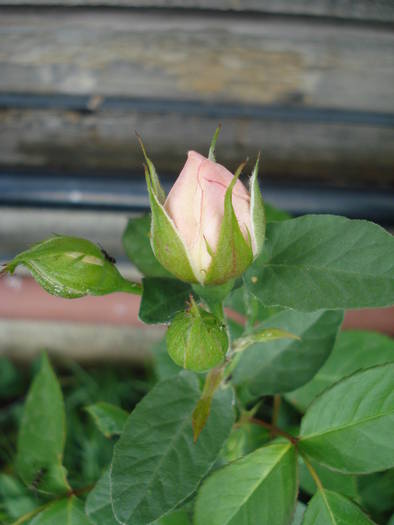 Rose Pleasure (2009, May 25)