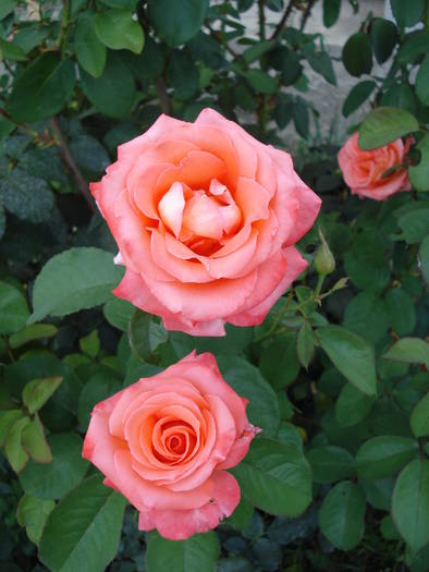 Rose Artistry (2009, July 10)