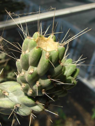 Cylindropuntia imbricata, fruct, detaliu.