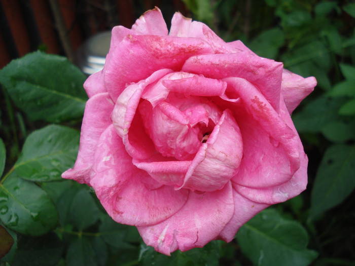 Rose Pink Peace (2009, August 07)