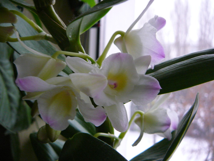 Dendrobium nobile - ORHIDEE