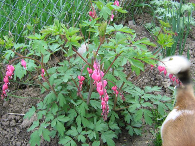 cercelus de gradina - flori de gradina