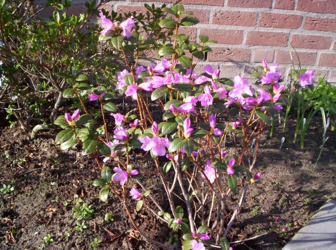 Rhododendro preacox 15 feb 2008 (2)