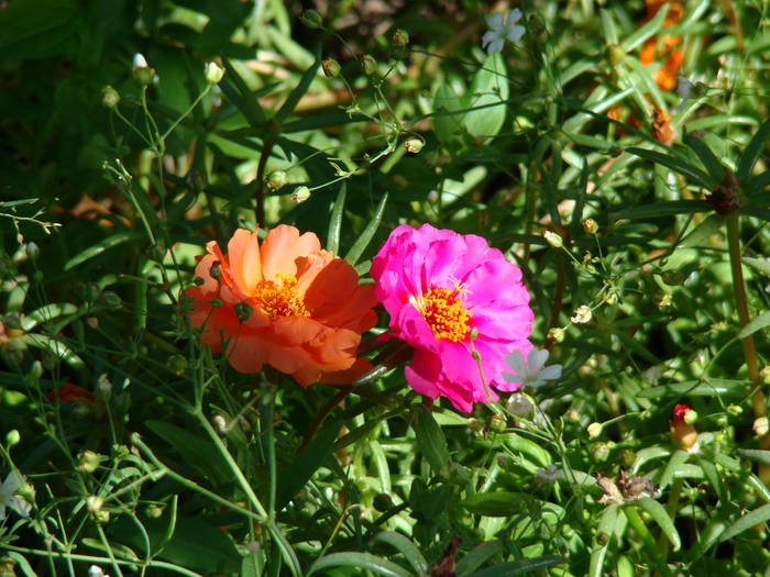 flori de piatra_portulaca grandiflora - FLORILE MELE 2009