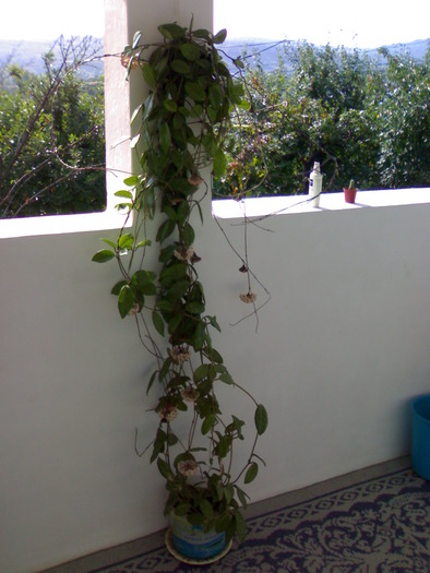 Hoya carnosa; planta nu este a mea,dar era atat de frumoasa incat merita fotografiata
