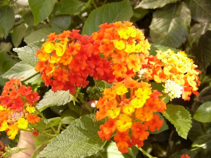 Lantana camara