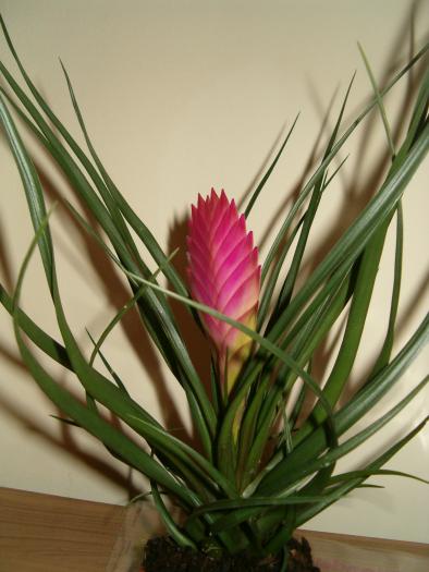 tillandsia2 - diverse