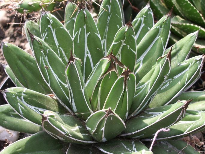 Agave victoria - reginae