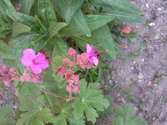 Geranium macrorhizum - Plantele mele de terasa si exterior