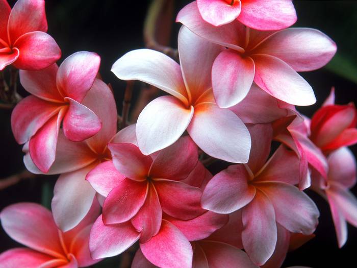 hawaiian_plumeria 3 - Hawaiian Plumeria 1