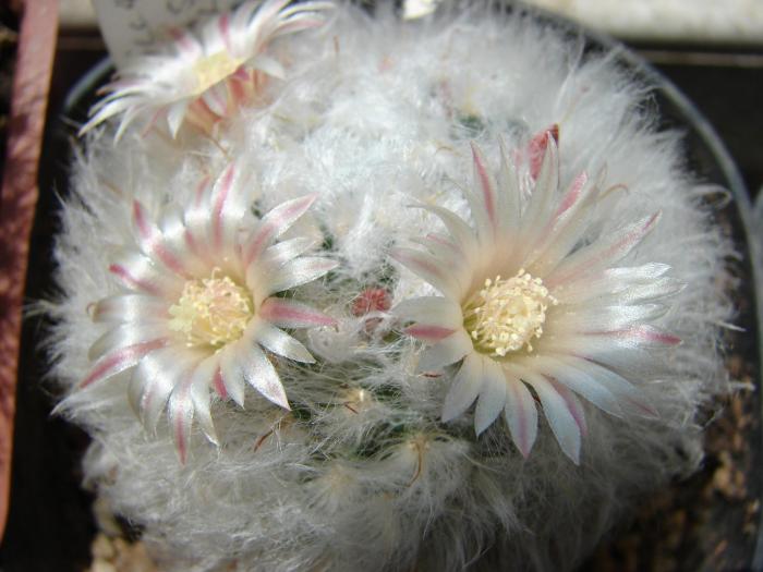 Mammillaria bocasana v splendens - Cactusi la Mangalia