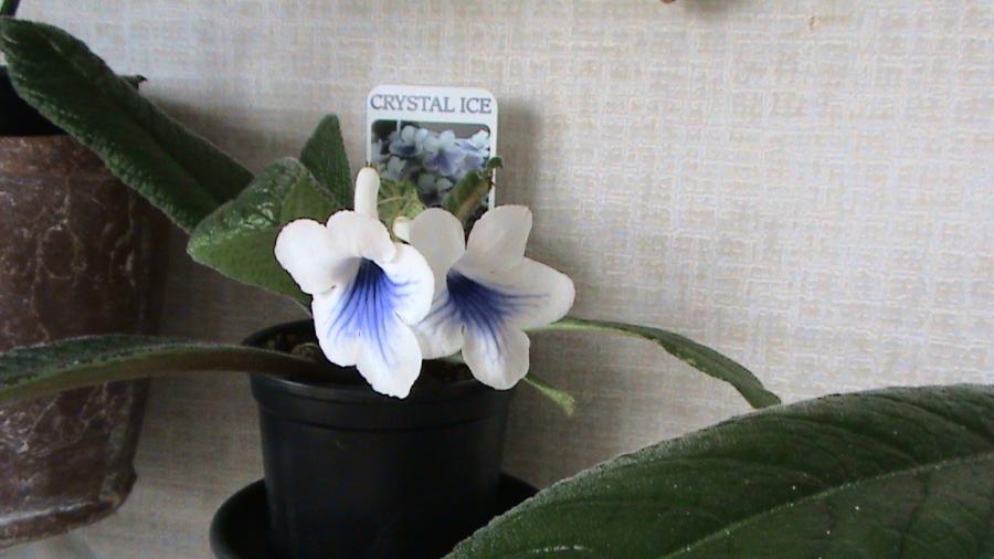 Streptocarpus Crystal Ice 21 iul 2008