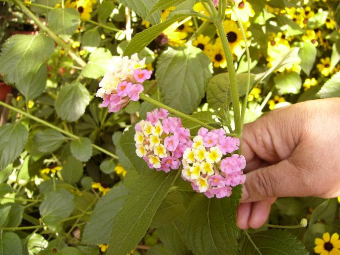 Lantana camara