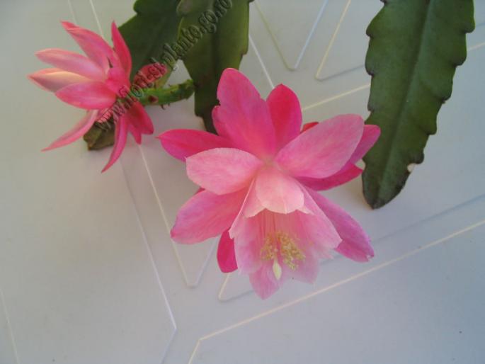 epiphyllum roz1 - Epiphyllum