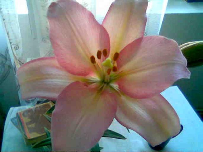 Lilium Candidum roz 2008
