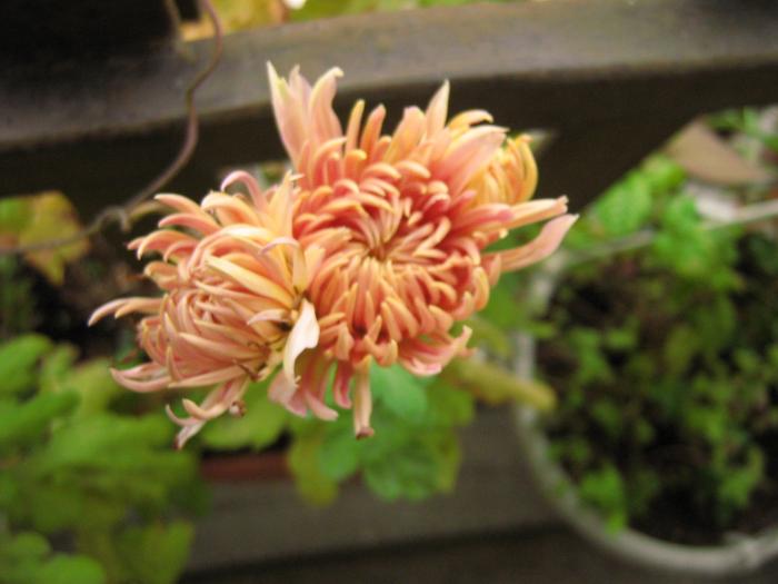 crizantema