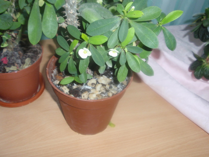 euphorbia milli alba