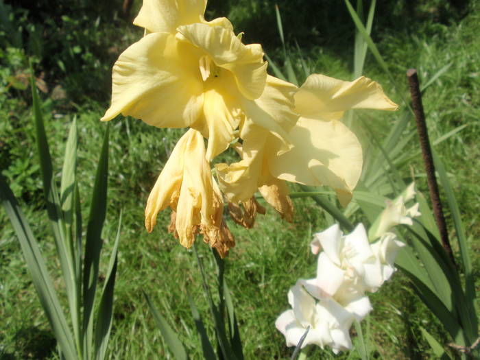 gladiola galbena