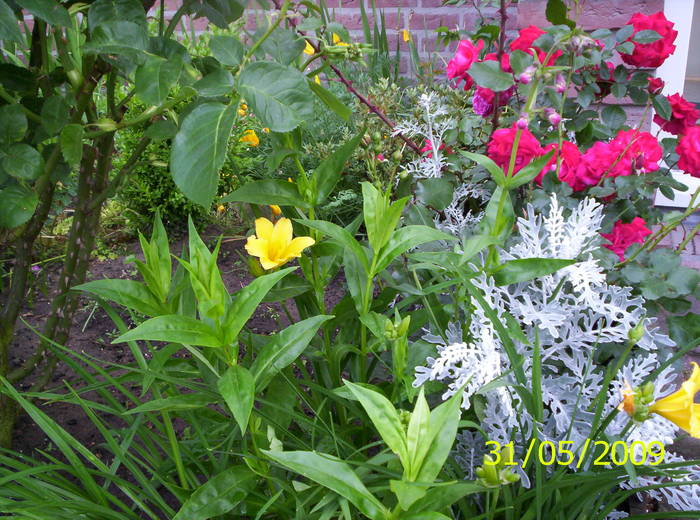 Hemerocallis galben (Bakker) 31 mai 2009 (2)