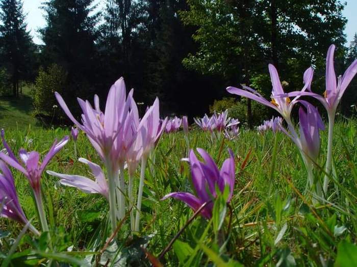 Colchicum autumnale - Brându?a de toamn?