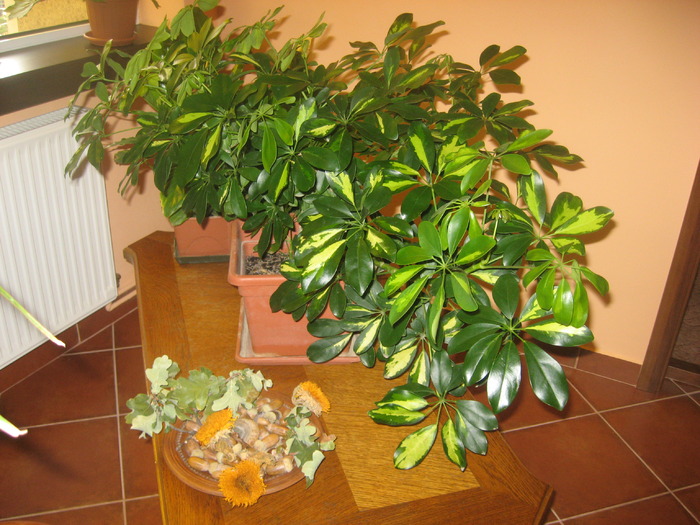 schefflera - florile mele 2009