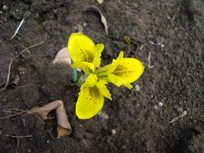 Iris danfordiae (2009, March 19)