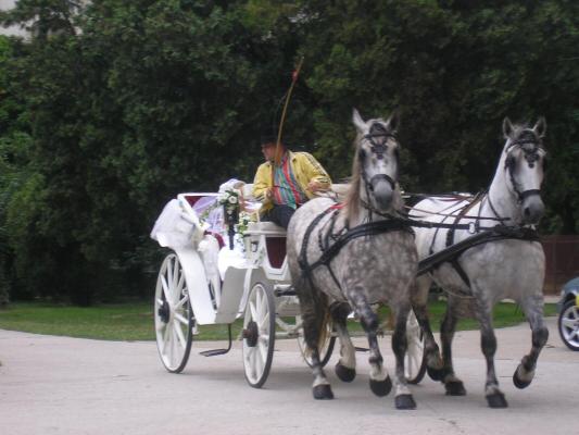 Nunta in Oradea