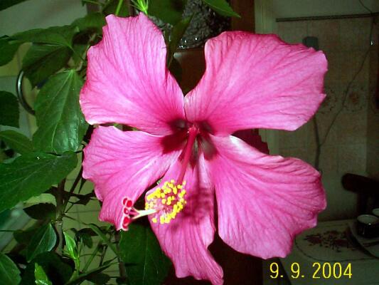 flori02; Simte parfumul acestei minunate flori
