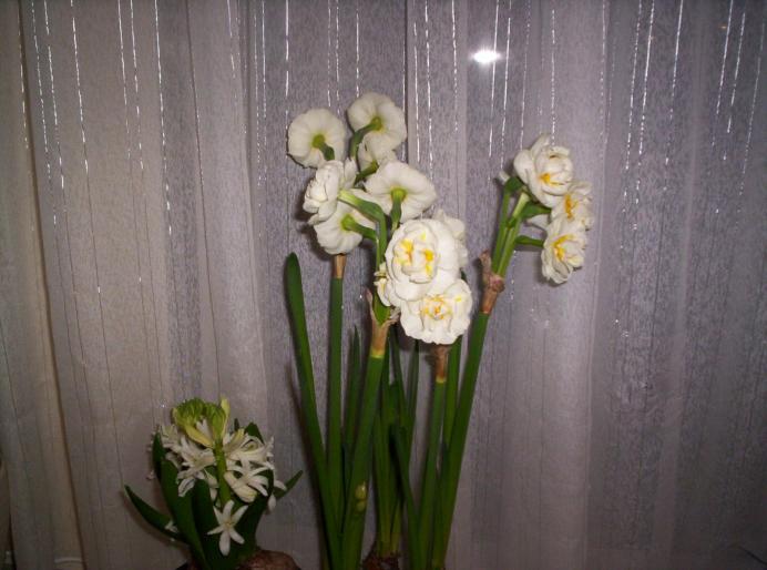 Narcise si zambile albe 3 apr 2008