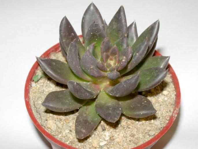 Echeveria affinis