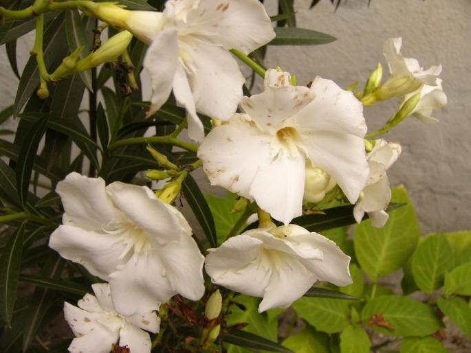 nerium oleander