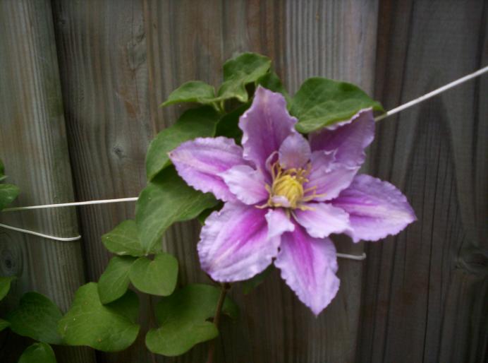 Clematita Piilu prima floare 13 mai 2008 (1) - cataratoare