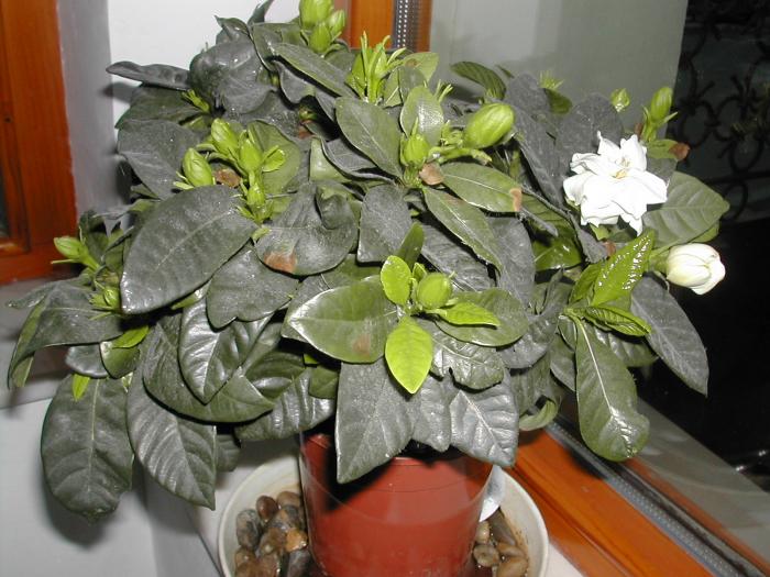 aceeasi harnicuta - gardenia