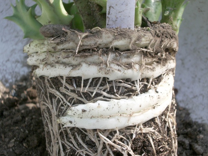 Caralluma cuculata - stoloni - Radacini - cactusi si suculente