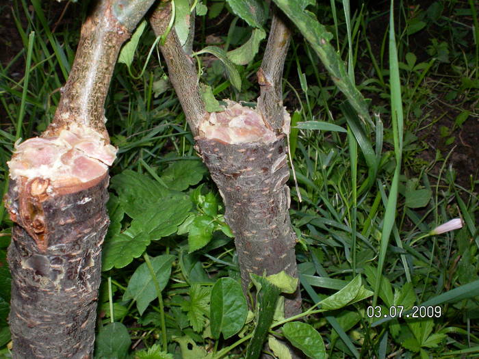 SANY0692 - altoirea sub coaja in cap de altoire cu ramura detasata