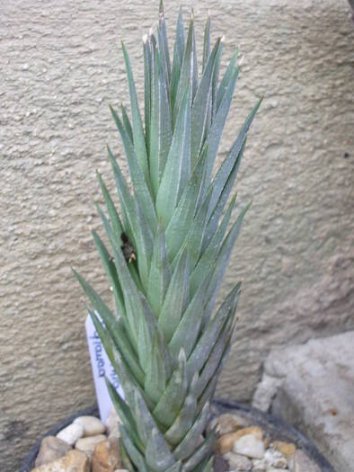 Haworthia glauca